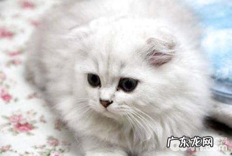 高地折耳猫怎样养?高地折耳猫的寿数