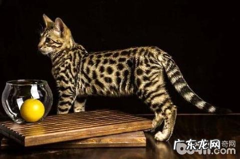 萨凡纳猫多少钱一只？萨凡纳猫价格