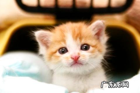 幼猫猫粮哪个牌子好?幼猫怎样养?
