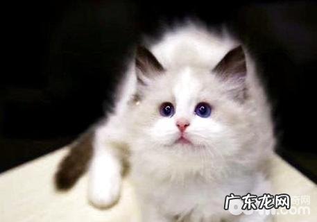 养猫需求预备什么?养猫注意事项有哪些