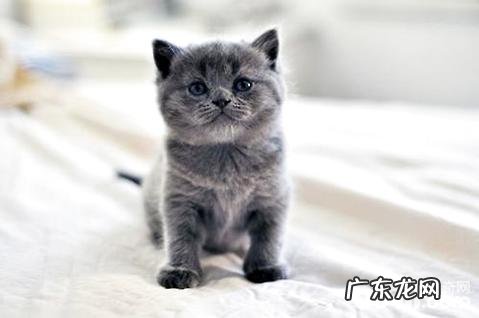 俄罗斯蓝猫多少钱一只?俄罗斯蓝猫价格