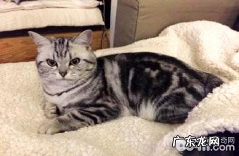 虎斑猫怎么看品相?虎斑猫优缺点介绍