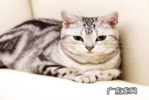 虎斑猫怎么看品相?虎斑猫优缺点介绍