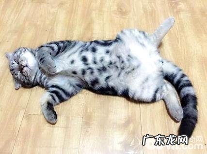 虎斑猫怎么看品相?虎斑猫优缺点介绍