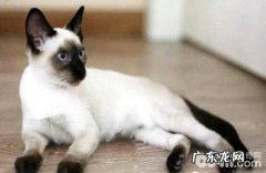 缅甸猫和暹罗猫有什么差异？缅甸猫和暹罗猫的差异