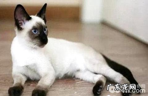 缅甸猫和暹罗猫有什么差异?缅甸猫和暹罗猫的差异