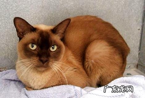 缅甸猫和暹罗猫有什么差异?缅甸猫和暹罗猫的差异