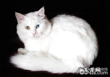 安哥拉猫性情怎么样?安哥拉猫性情介绍