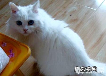 安哥拉猫性情怎么样?安哥拉猫性情介绍