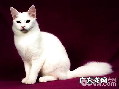 安哥拉猫性情怎么样?安哥拉猫性情介绍