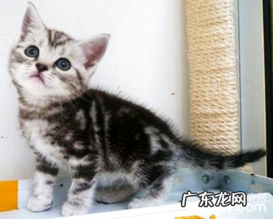 银虎斑猫多少钱一只?银虎斑猫养殖