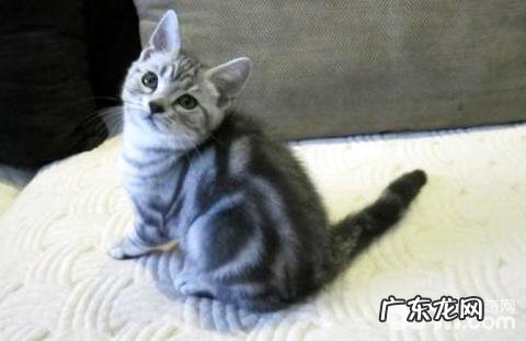 银虎斑猫多少钱一只?银虎斑猫养殖