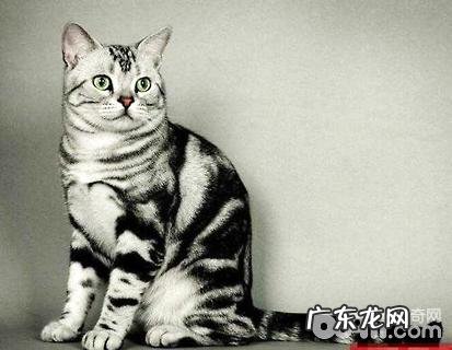 银虎斑猫多少钱一只?银虎斑猫养殖