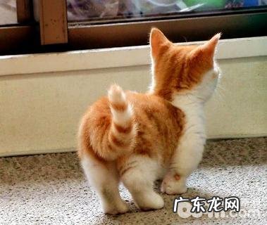 短脚猫怎么样？短脚猫价格