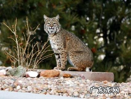 短尾猫为什么不能养？短尾猫介绍