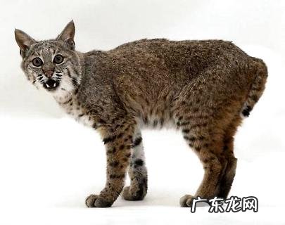 短尾猫为什么不能养？短尾猫介绍