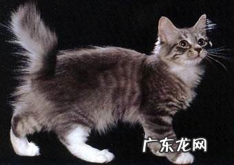 短尾猫为什么不能养？短尾猫介绍