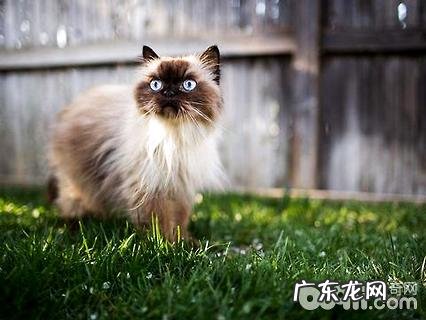 喜马拉雅猫多少钱一只?喜马拉雅猫价格