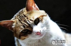 四川简州猫温柔吗？四川简州猫介绍