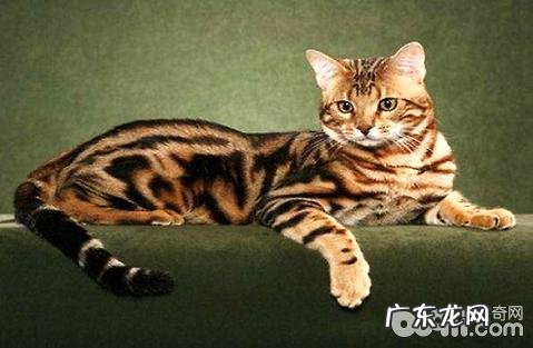 猫咪只吃猫粮的话究竟好不好？