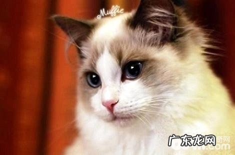 猫咪只吃猫粮的话究竟好不好？