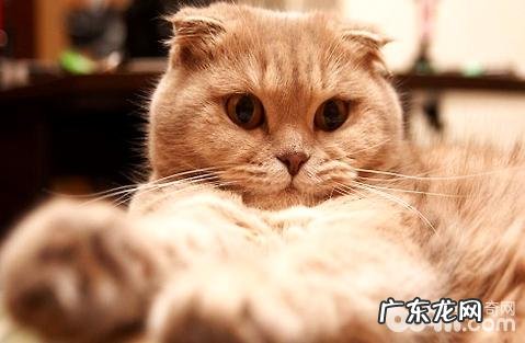 怀孕的猫咪该怎样吃饭？需求弥补什么养分？