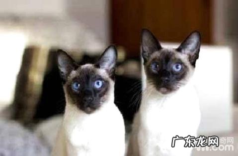 猫咪一向吃不胖怎么办？有什么好办法增胖。