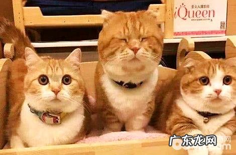 为什么小猫生出来便是死的？