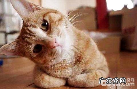 新手养猫有哪些需求留意的当地?