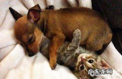 宠物的毛色好不好和维生素有联系吗？