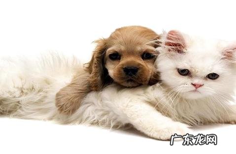 宠物的毛色好不好和维生素有联系吗?