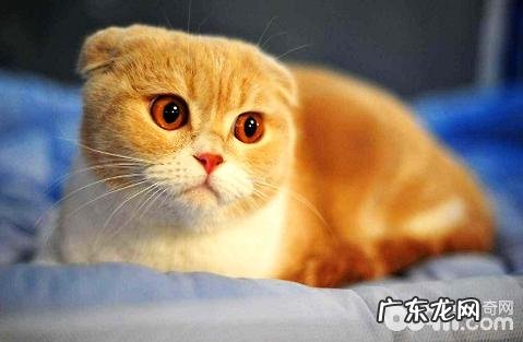 猫咪是不是吃猫粮比较好?