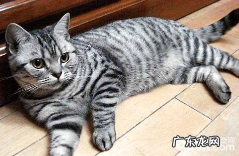 猫咪是不是吃猫粮比较好?