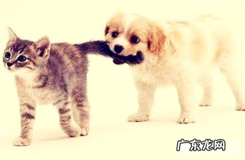 给猫咪弥补蛋白质有什么优点?