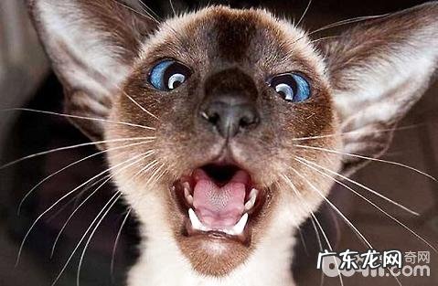 怎么能延伸猫咪的寿数?