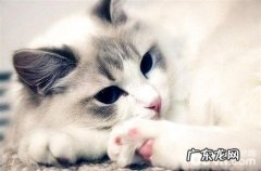 猫咪吐出一滩水是在吐毛球吗？