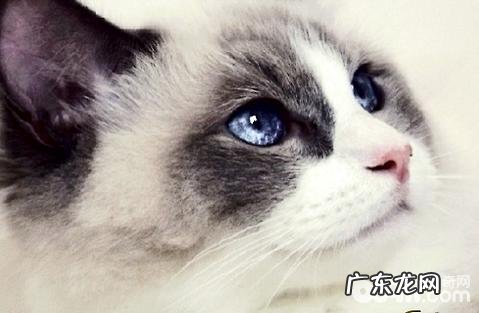 布偶猫排不出毛球会很难过吗?