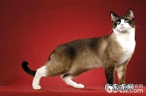 得了猫鼻支,猫咪是不是会流眼泪?