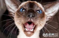 得了猫鼻支，猫咪是不是会流眼泪？