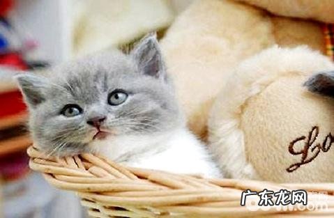 猫咪怀孕了需求留意什么?