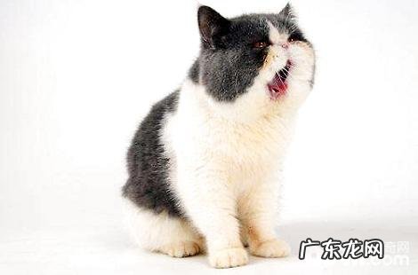 猫咪晒太阳有什么优点?晒了太阳毛发能好吗?