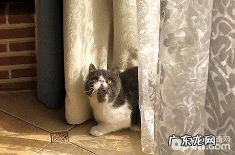 化毛膏和猫草哪种避免毛球症的作用最好？