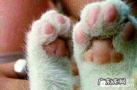 被猫咪抓了会得猫爪热吗?