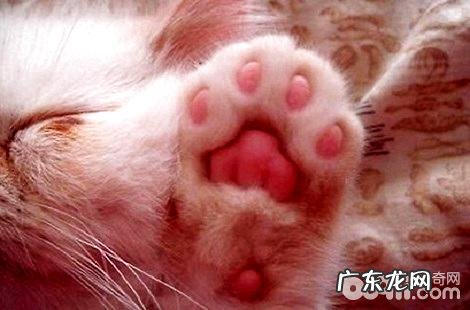 被猫咪抓了会得猫爪热吗?