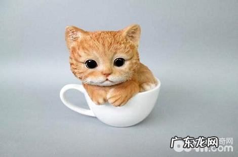 有没有茶杯猫这个种类?茶杯猫好养吗?