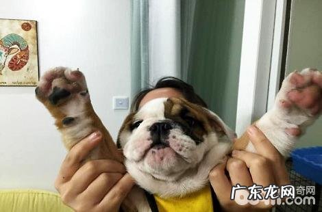 猫爪和狗爪印有差异吗?怎样区别?