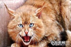 有人养荒漠猫吗？是不是能够养？