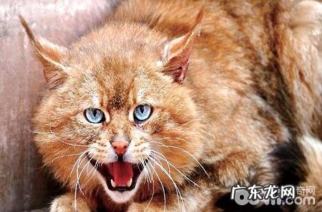 有人养荒漠猫吗?是不是能够养?