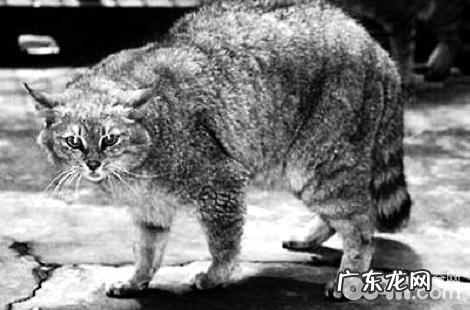 有人养荒漠猫吗?是不是能够养?