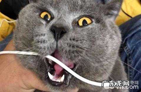 养猫是养公的好?仍是母的好?